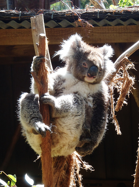 hanging with the koalas