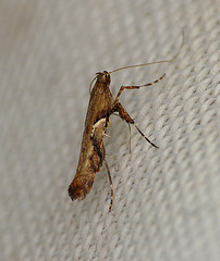 Caloptilia semifascia