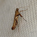 Caloptilia semifascia