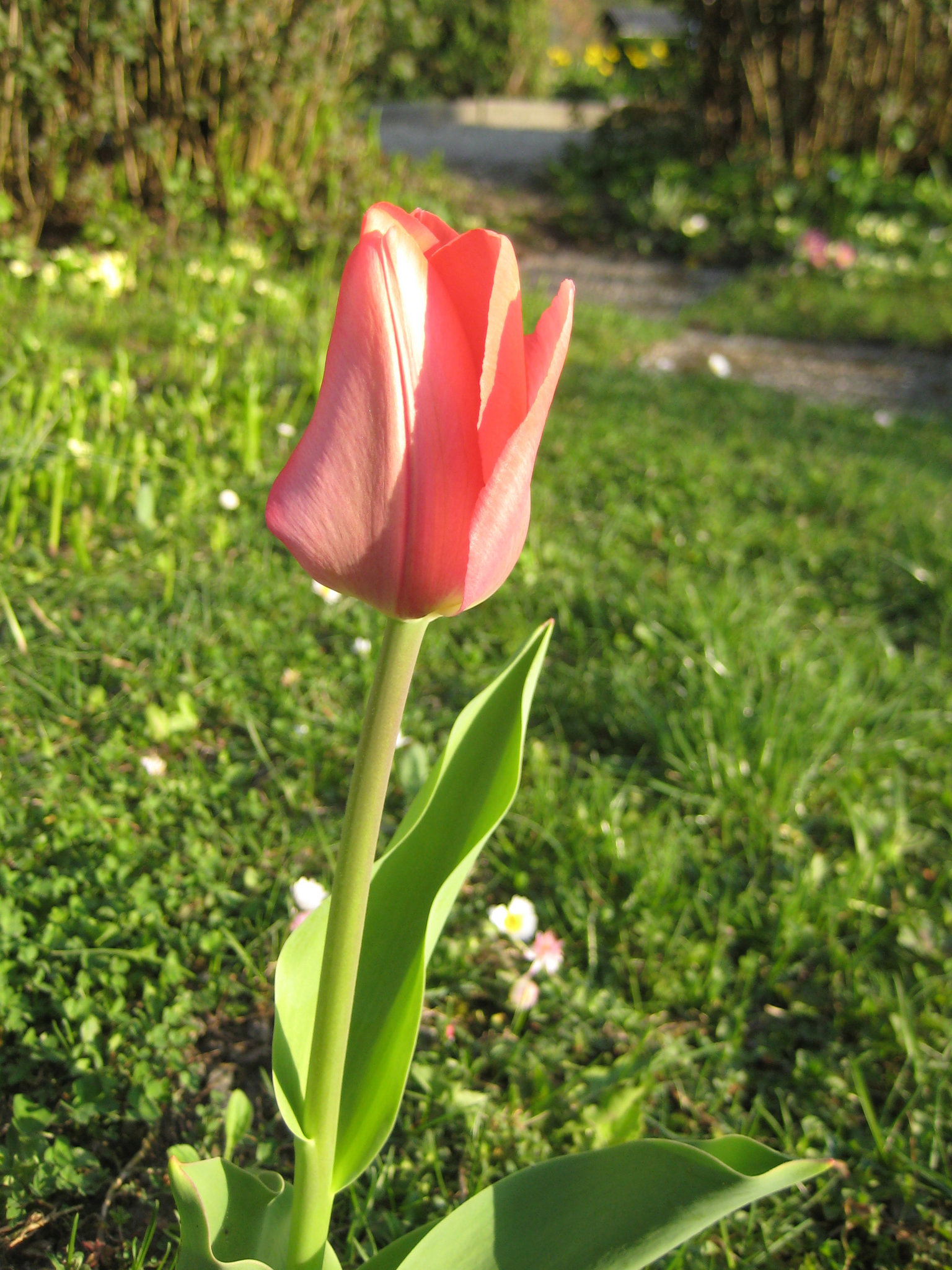 Tulpe (Tulipa)
