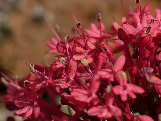 Valerian