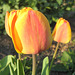 Orange Tulpe (Tulipa)