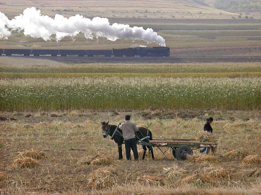 Millet harvest