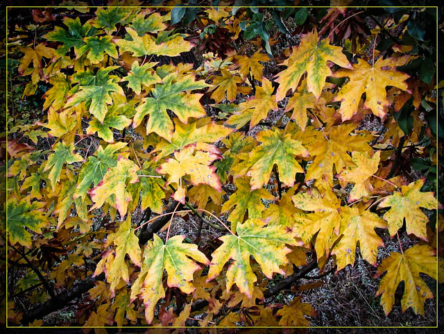 Yummy Autumn Maple Leaves