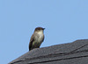 Eastern Phoebe