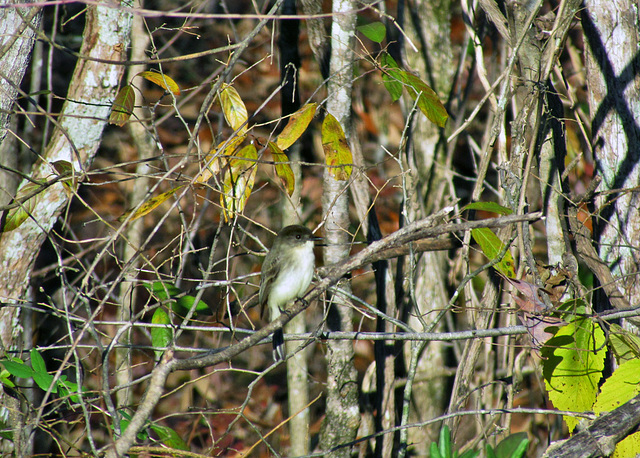 Eastern Phoebe