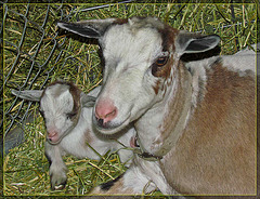 Nanny and Kid Goats