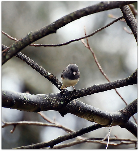 Junco