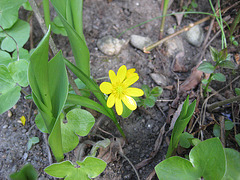 Scharbockskraut (Ranunculus ficaria)