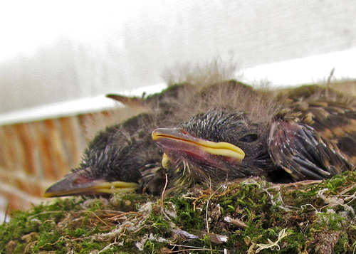 Eastern Phoebe Babies