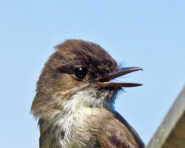 Eastern Phoebe Portrait