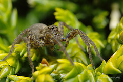 Wolf Spider