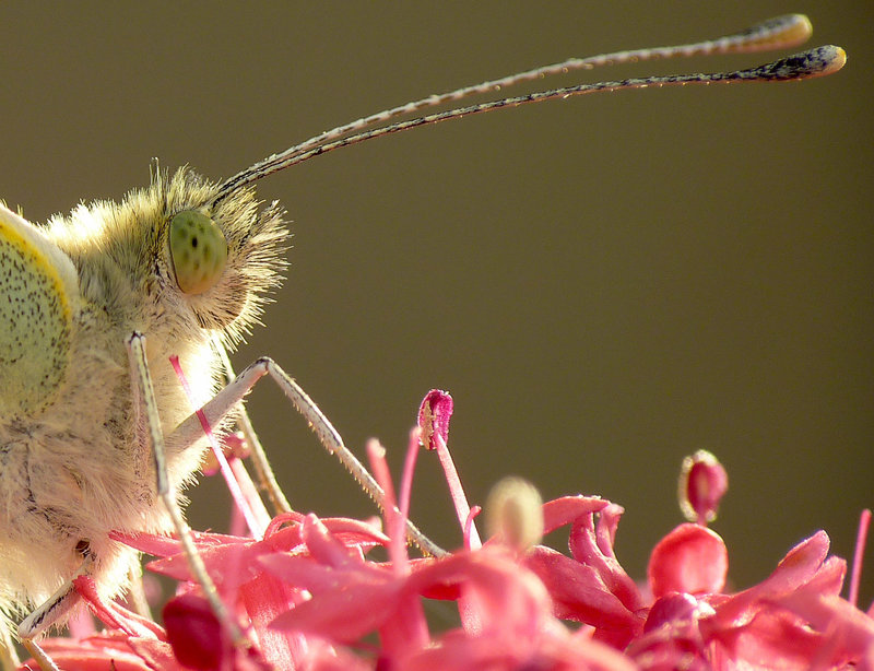 Patio Life: Blanca Close Up