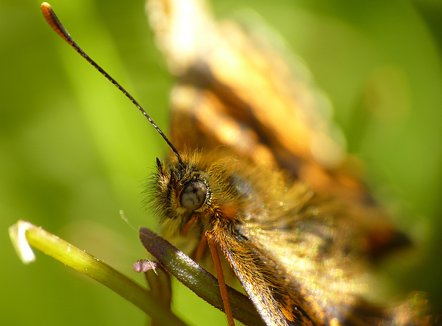 Heath Fritillary Face