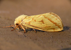 Ghost Moth Female