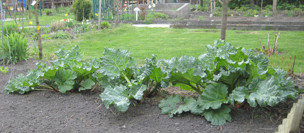 Rhabarber  (Rheum rhabarbarum)