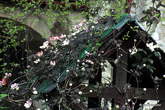 Courtyard Garden: May Evening