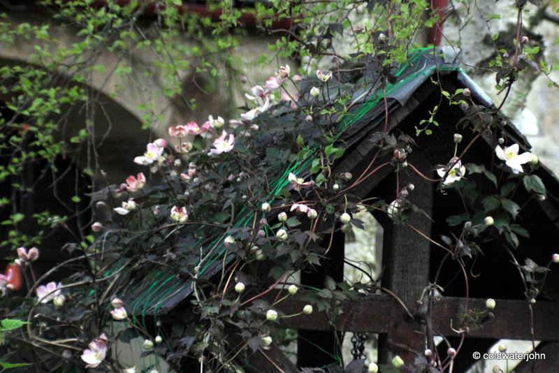 Courtyard Garden: May Evening
