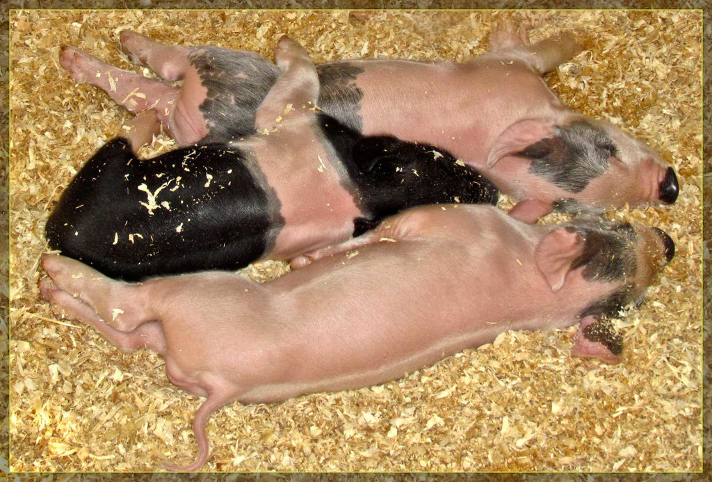 Pile of Piglets