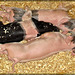 Pile of Piglets