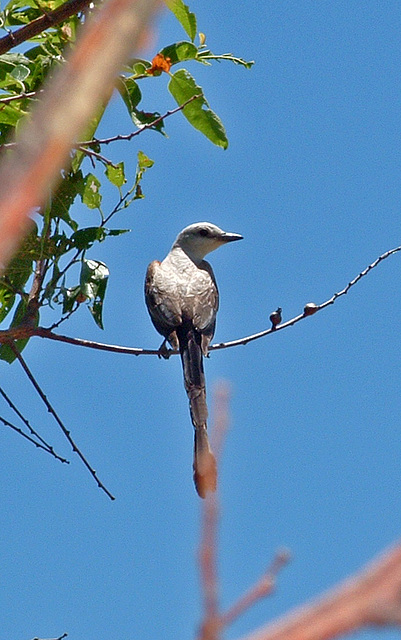 Scissor-tailed Flycatcher