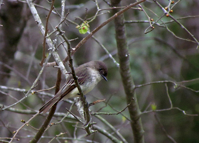 Eastern Phoebe