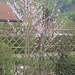 Blühender Pfirsichbaum (malum Persicum)