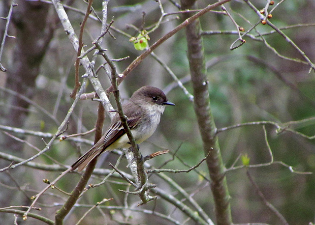 Eastern Phoebe