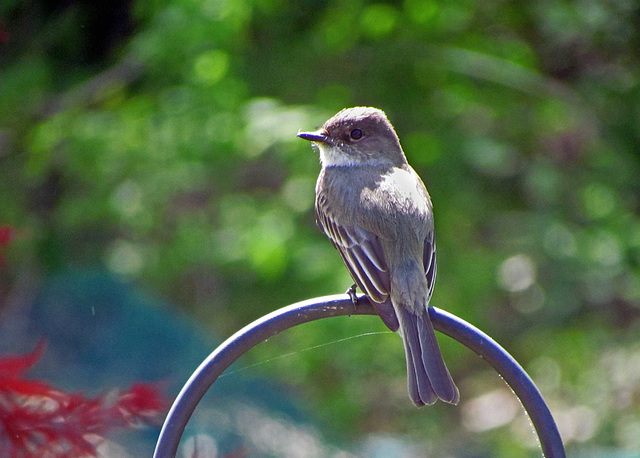 Eastern Phoebe