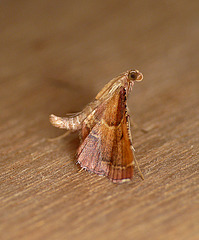 Endotricha flammealis Moth Side