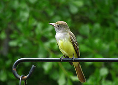 Great Crested Flycatcher