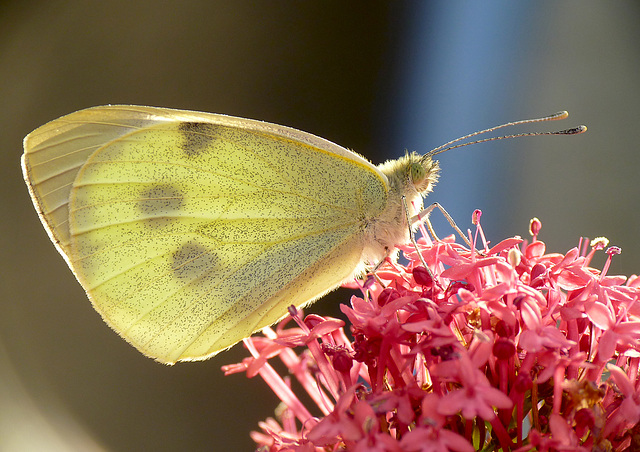 Patio Life: Blanca the Large White