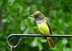 Great Crested Flycatcher