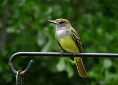 Great Crested Flycatcher