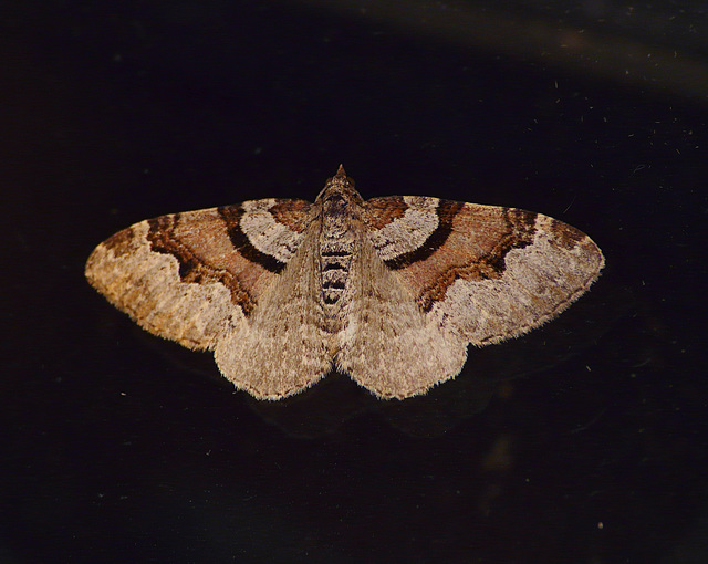 Flame Carpet Moth