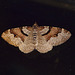 Flame Carpet Moth