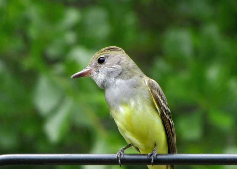 Great Crested Flycatcher