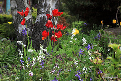 Courtyard Garden: May Evening