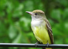 Great Crested Flycatcher