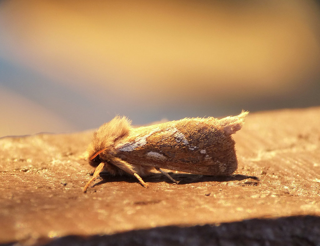 Common Swift Common Swift