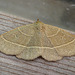 Olive Crescent Moth