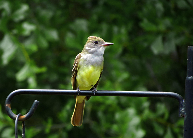 Great Crested Flycatcher