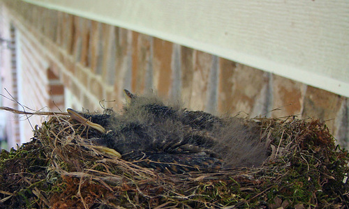 Baby Phoebes in the Nest