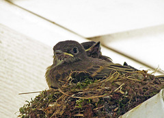 Eastern Phoebe Babies in the Nest