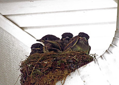 Eastern Phoebe Babies in the Nest