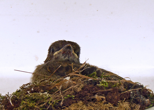 Eastern Phoebe Baby in the Nest