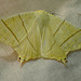 Swallow-tailed Moth