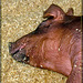 Brown Piggy Fast Asleep