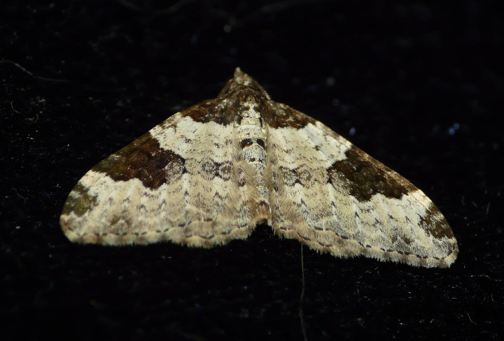 Garden Carpet