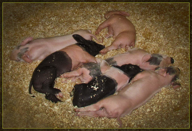 Pile of Piglets